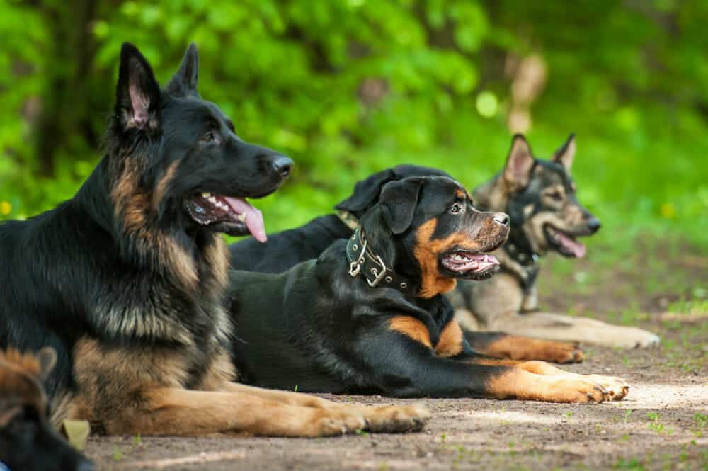 Specialist On-Site Security with Security Dog Services Manchester