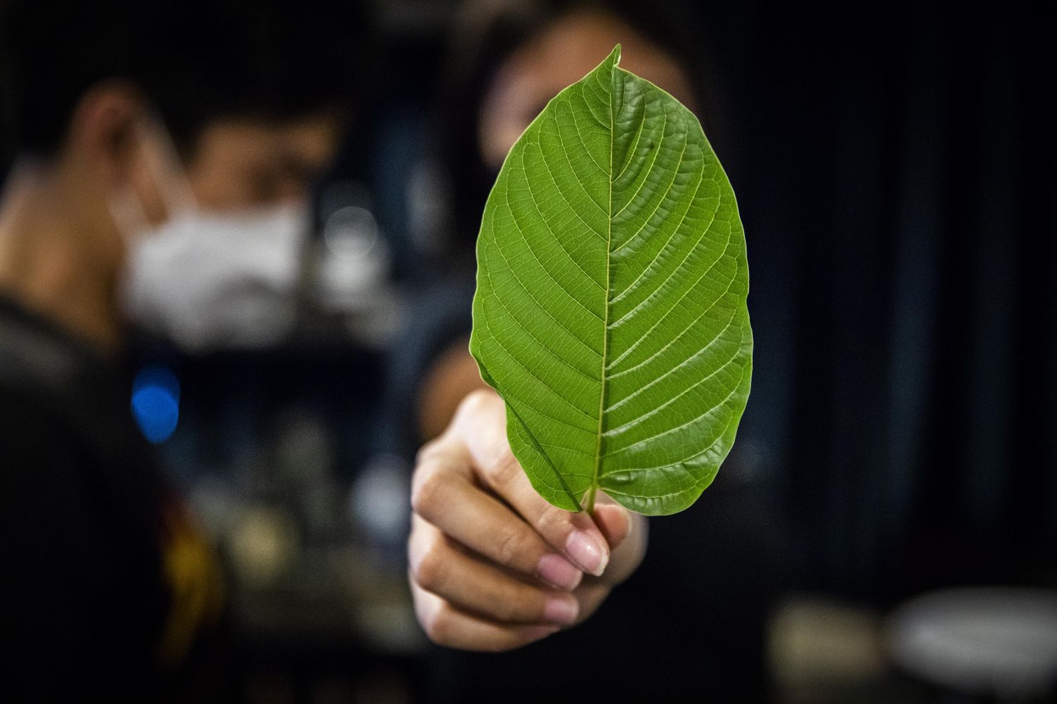 Buy Kratom Tea Chiang Mai for Relaxation and Wellness