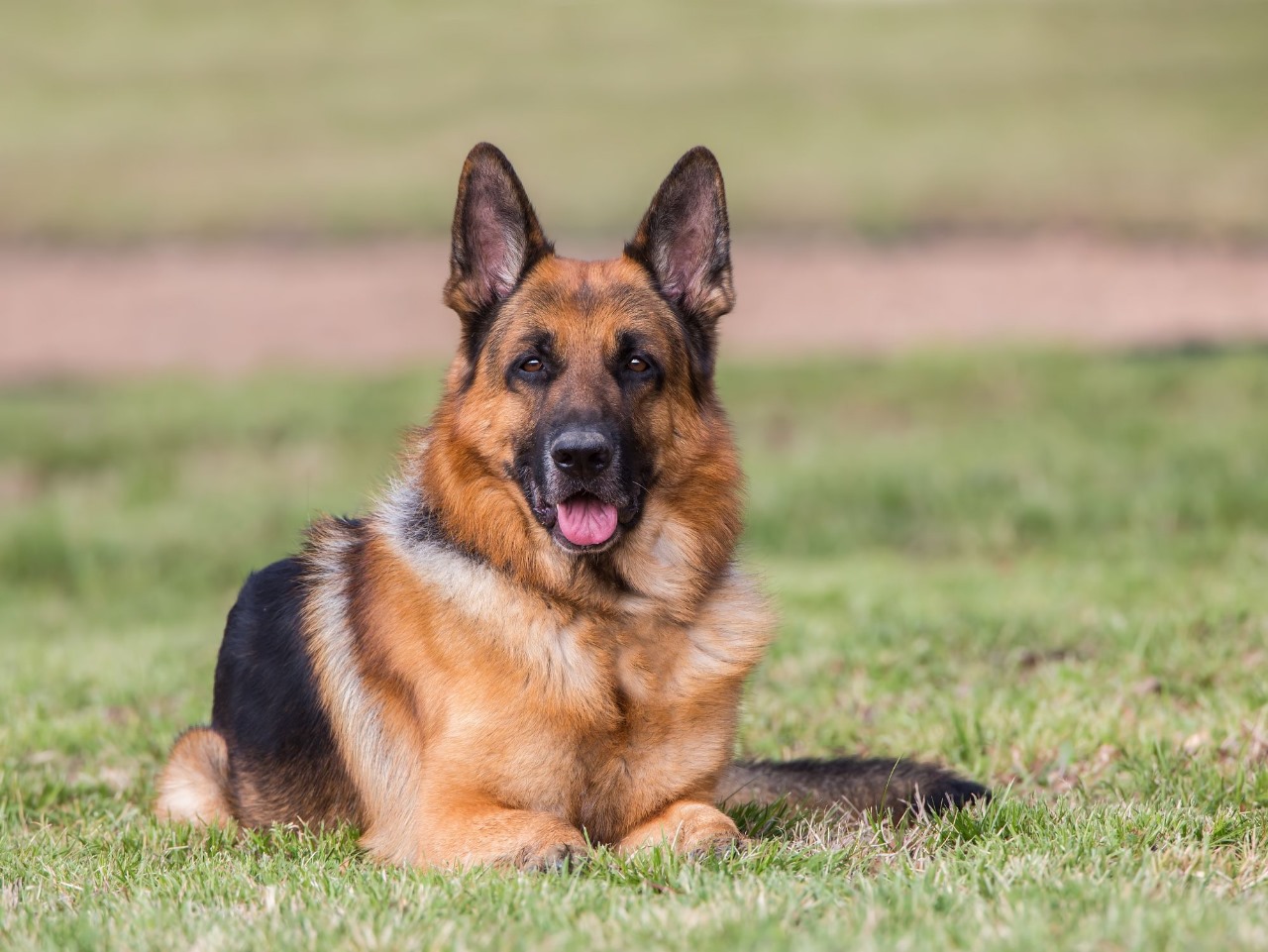 Security Dogs – Professional Security Dogs for Maximum Protection | ISA Support Services