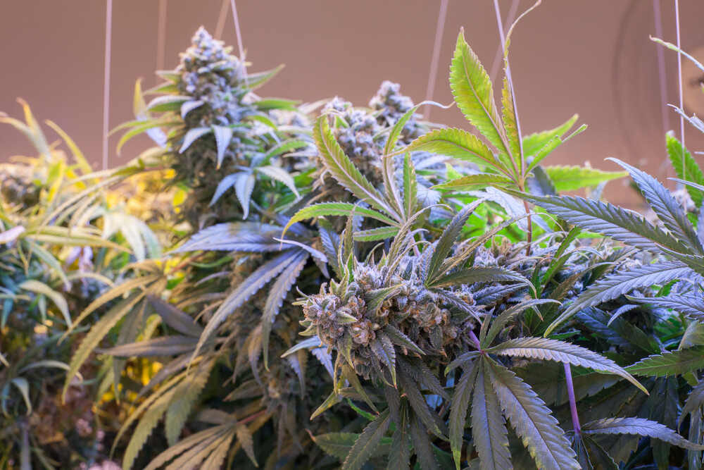 Madrid Weed – Premium Madrid Weed at Clubs Cannabis Madrid