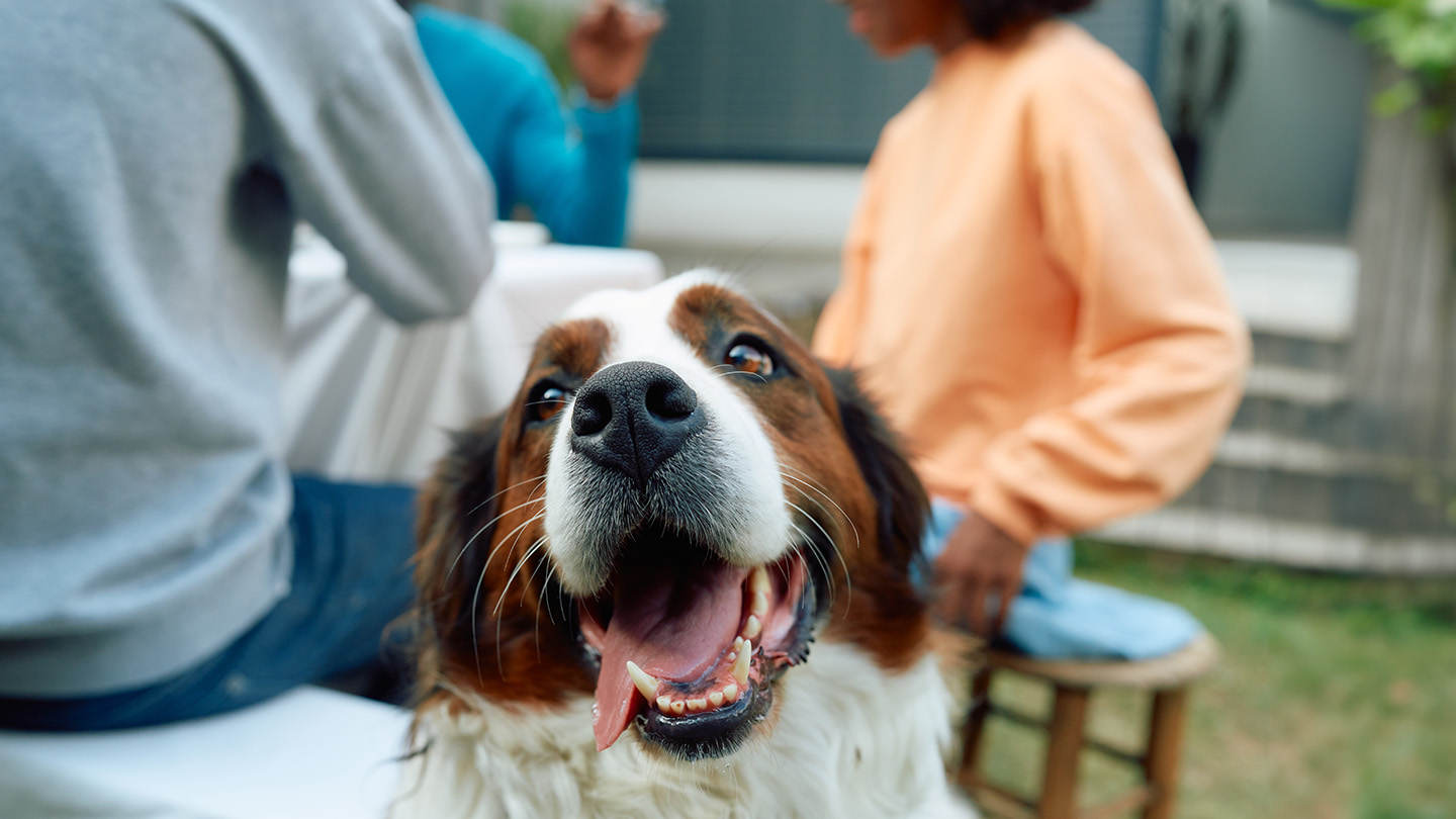Vet Home Certs: Your Solution for UK-Wide Pet Certificates