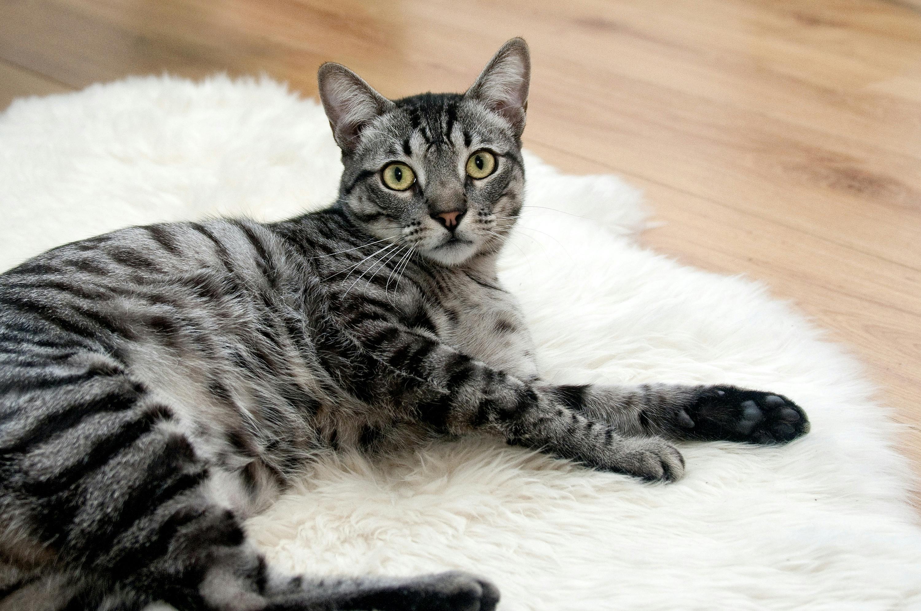 Well-Socialized Coon Cats for Sale – Meet Our Kittens in Person